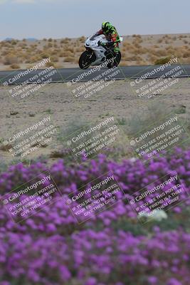 media/Jan-14-2023-SoCal Trackdays (Sat) [[497694156f]]/Turn 14 Exit Bloomig (145pm)/